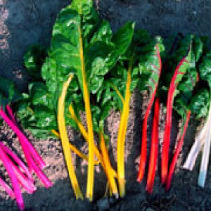 SWISS CHARD Seeds, Northern Lights Mix