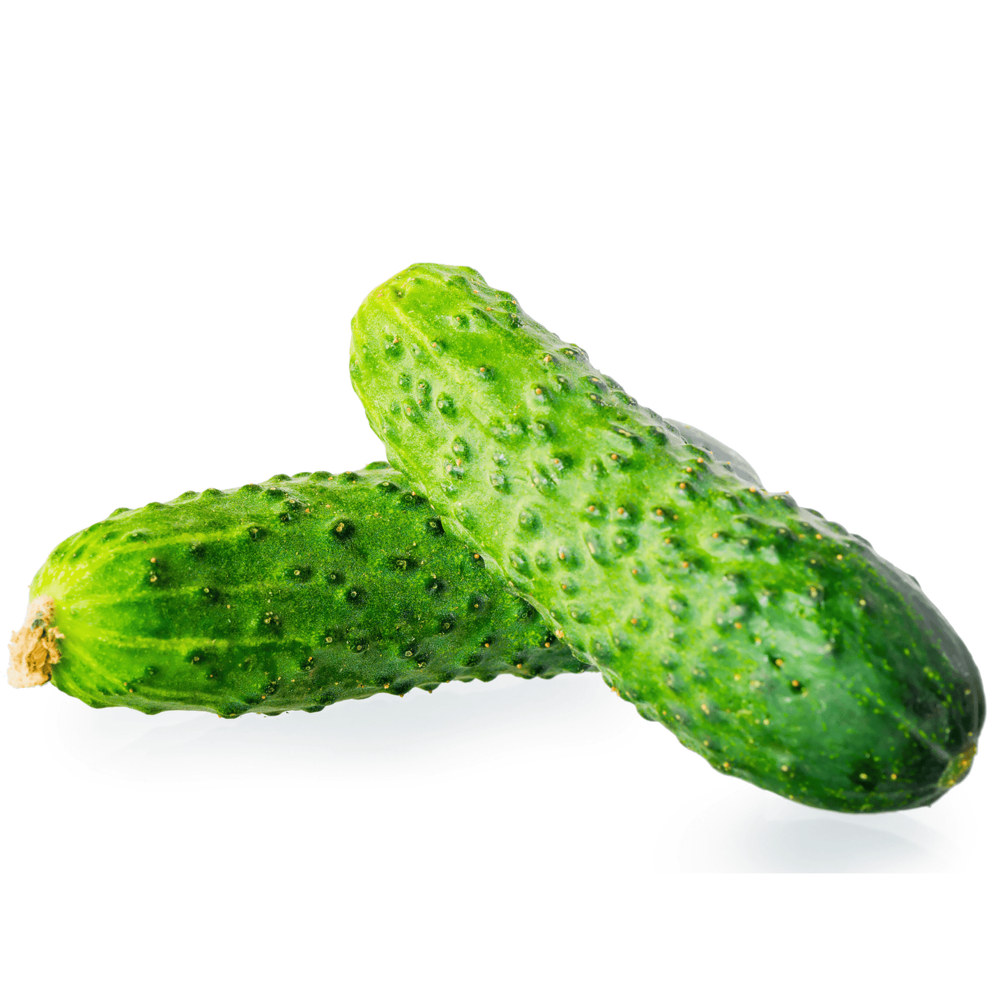 Citadel Cucumber Seeds