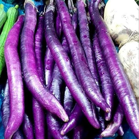 Long Purple Eggplant Seeds - Solanum Melongena - Non-Gmo Aubergine Asian Vegetable
