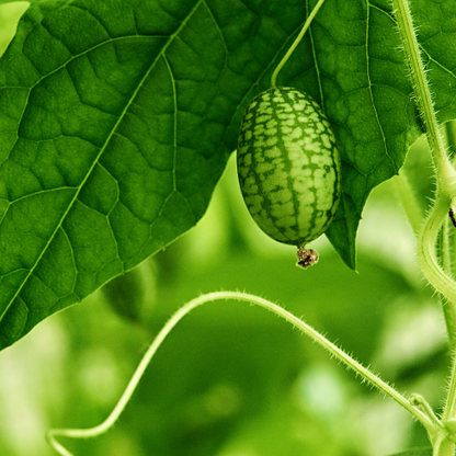 Mexican Sour Gherkin Cucamelon Seeds