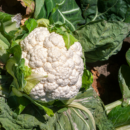 Snowball Cauliflower Seeds
