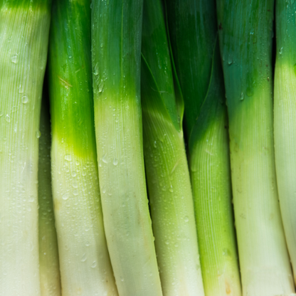 Carantan Leek Seeds