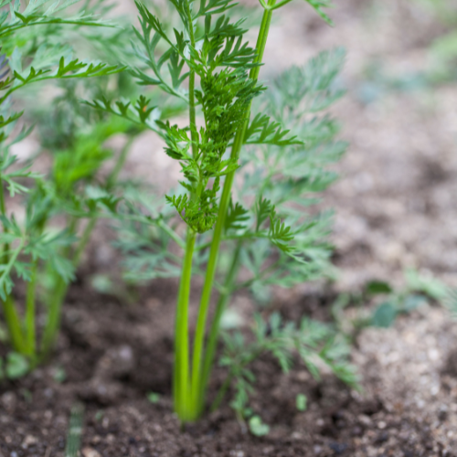 Royal Chantenay Carrot Seeds