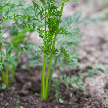 Royal Chantenay Carrot Seeds