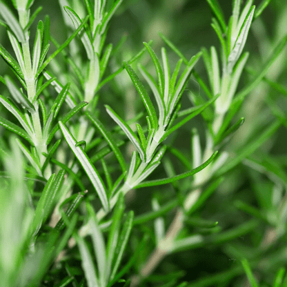 Rosemary Seeds