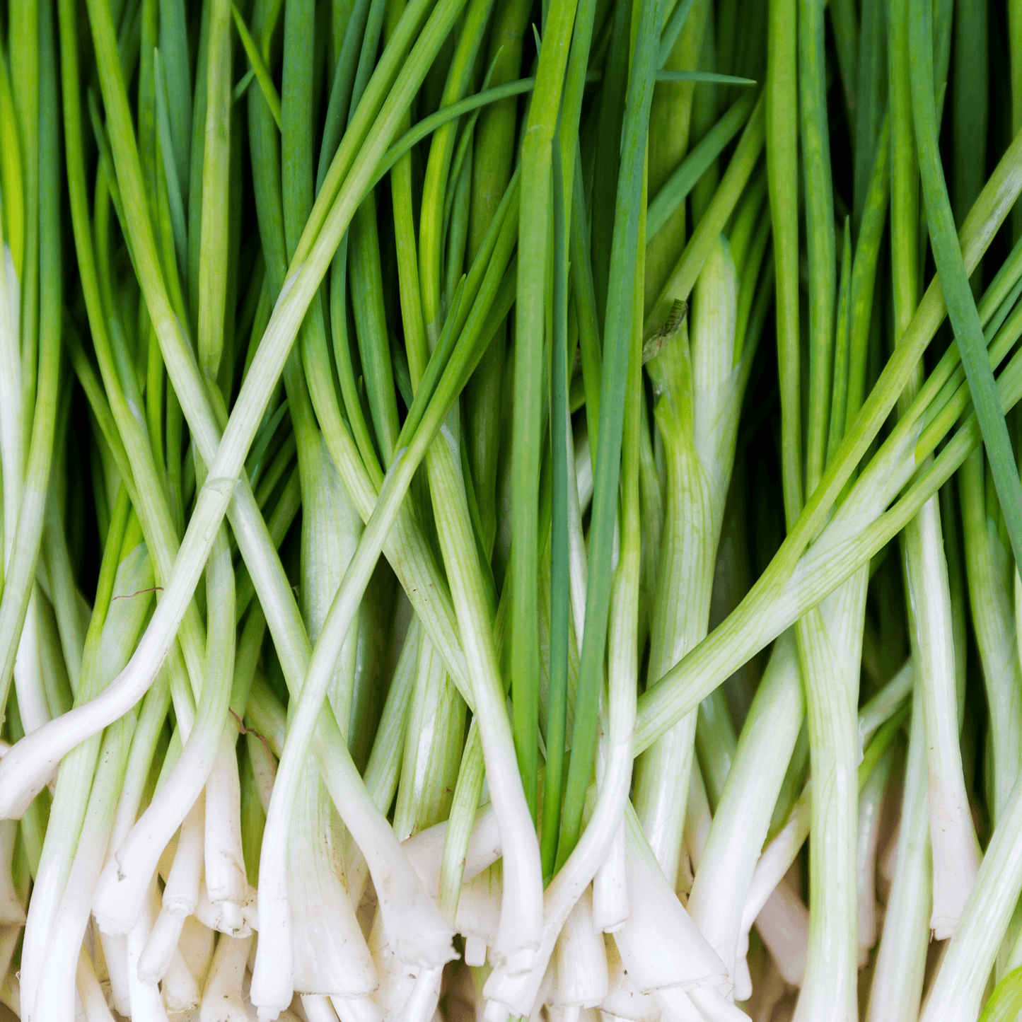Tokyo Long White Bunching Onions Seeds