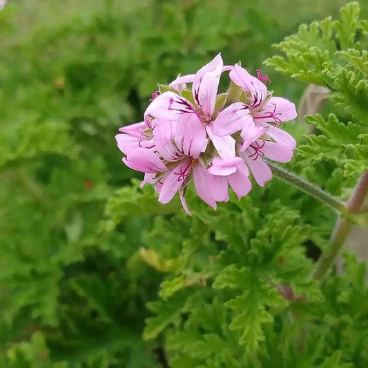 Citronella 500 Seeds - Mosquito Repellant Fresh Garden Home Plant Seeds