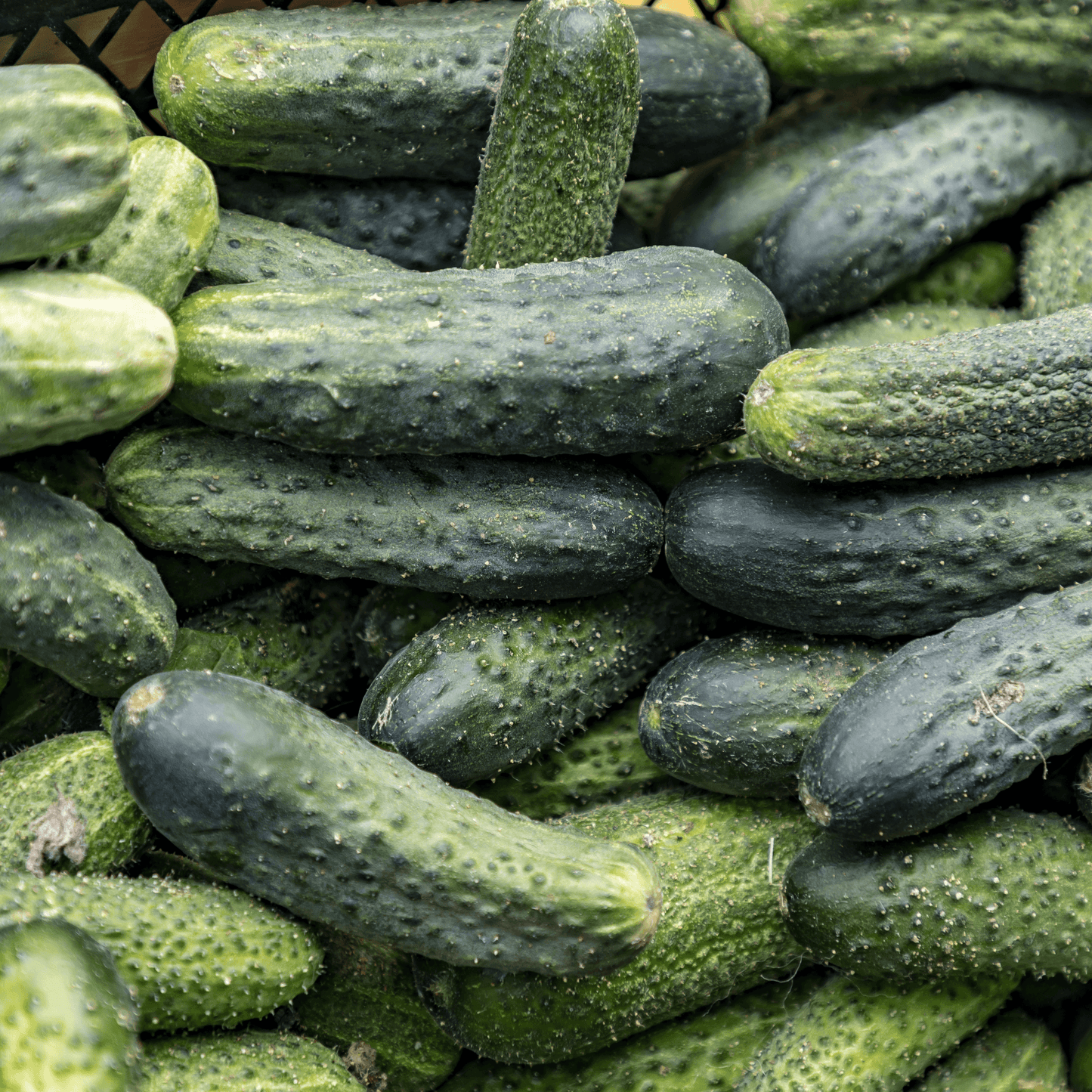 Citadel Cucumber Seeds