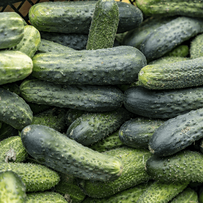Citadel Cucumber Seeds
