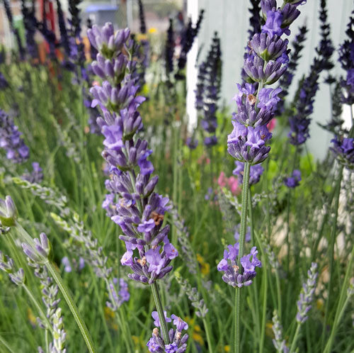 Live Phenomenal Lavender Plant (Lavandula × intermedia)